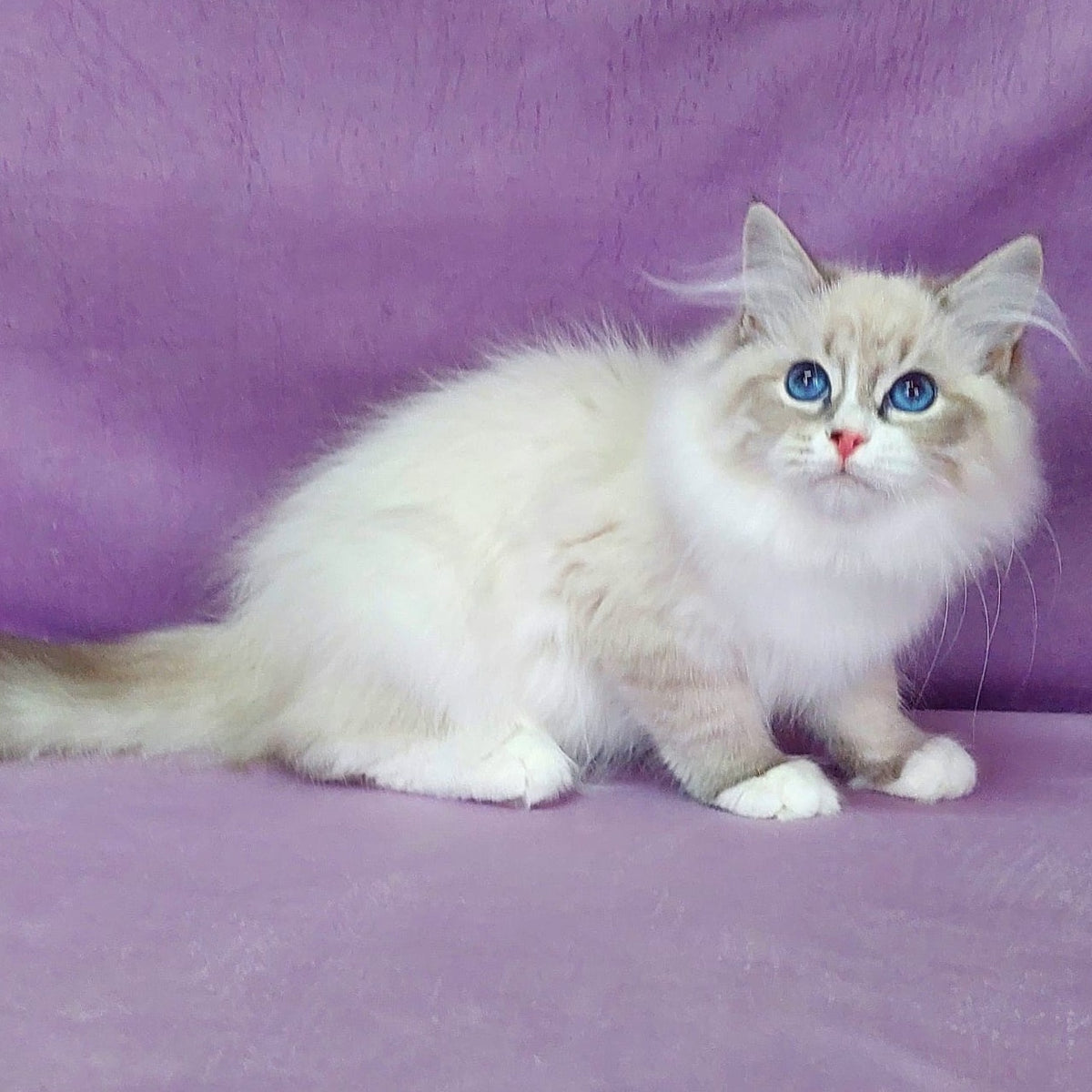 Oligarch Siberian male, blue bicolour tabby pointed