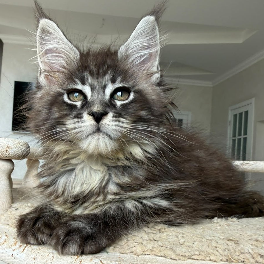 Ornela Maine Coon female, black silver tabby