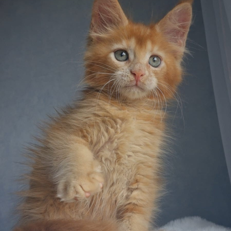 Princ Maine Coon male, red