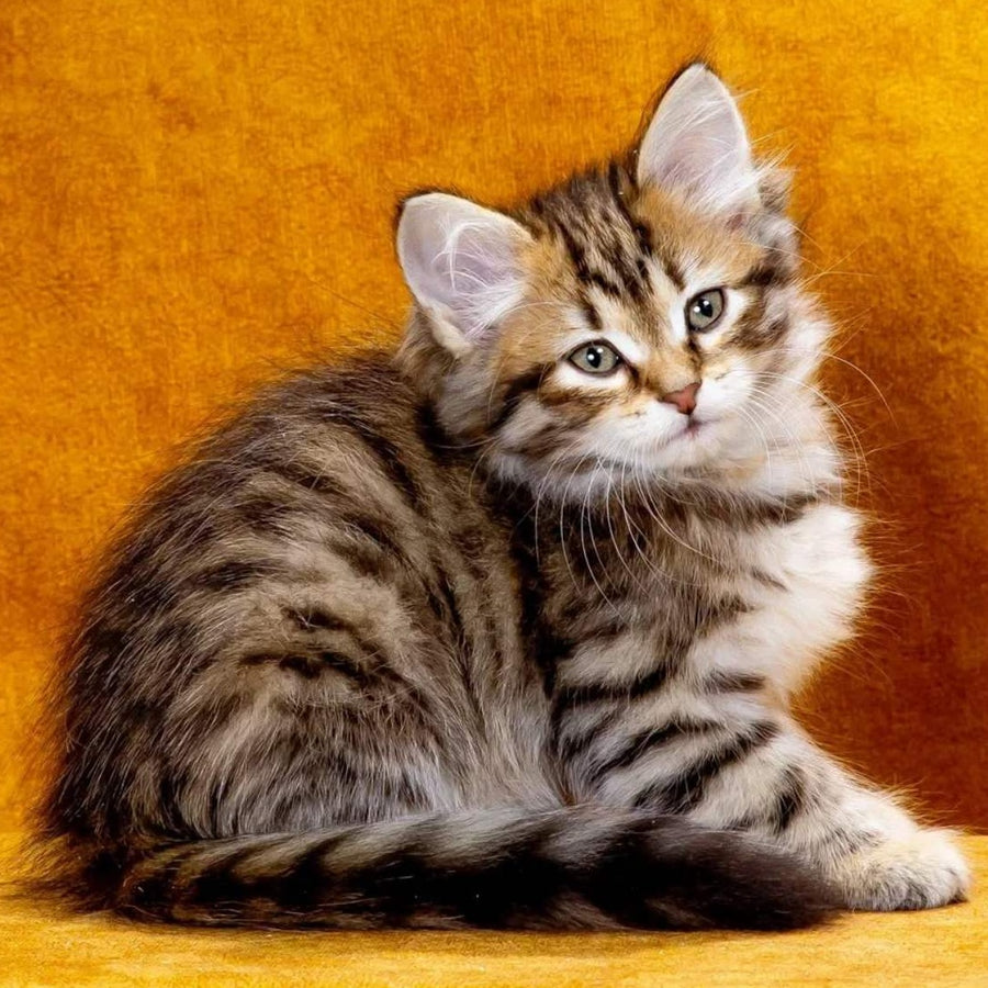 Kompot Siberian male, black spotted tabby
