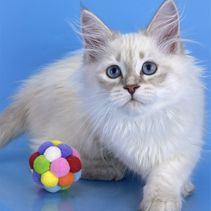 Xander Siberian male, blue tabby pointed