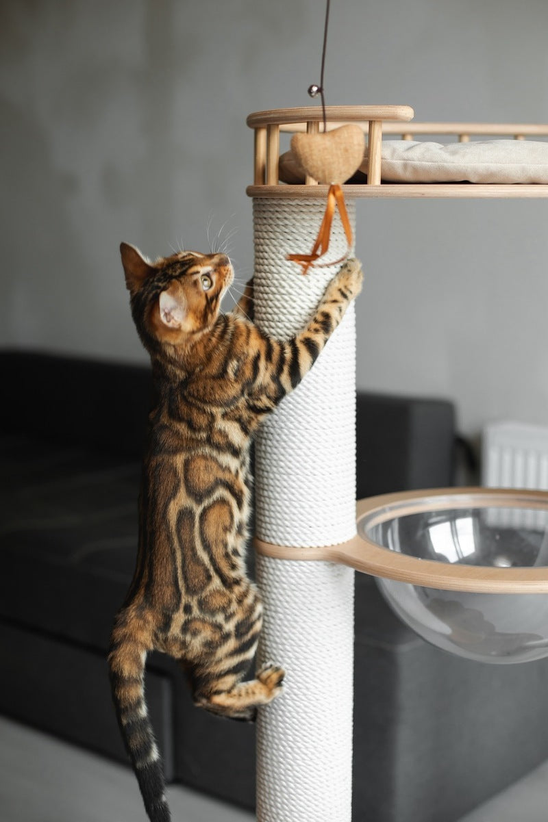 Jaime Bengal male black spotted tabby - live animals