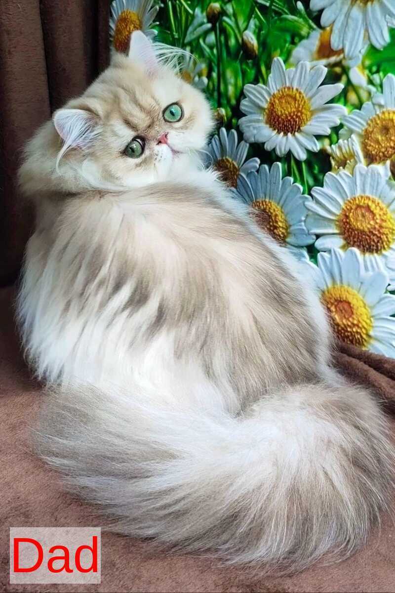 Tiffany Persian female, black golden shaded