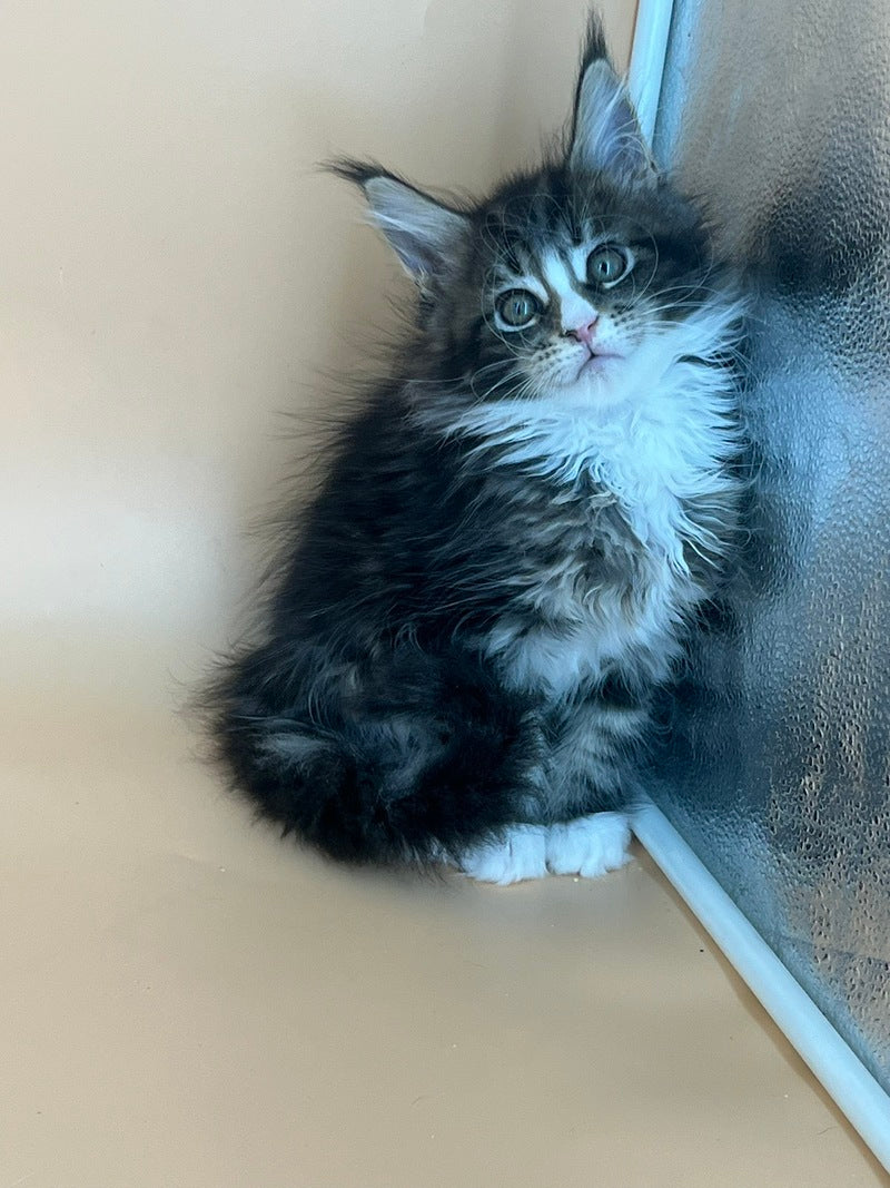 Bershka Maine Coon female, black tortie tabby bicolour