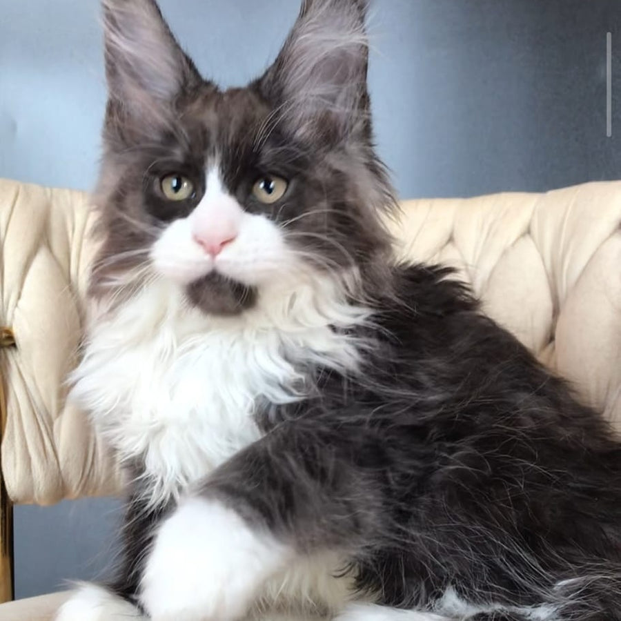 Emil Maine Coon male, black silver bicolour