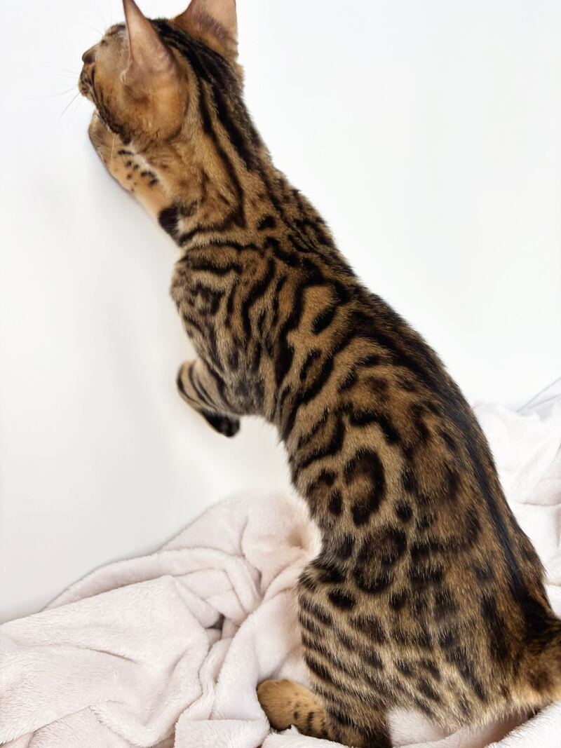 Lily Bengal female black spotted tabby - live animals