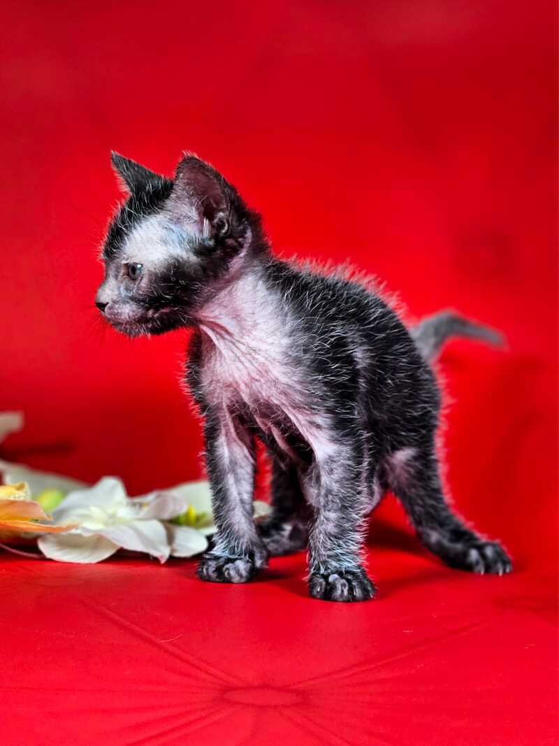 Clementine Lykoi female, black