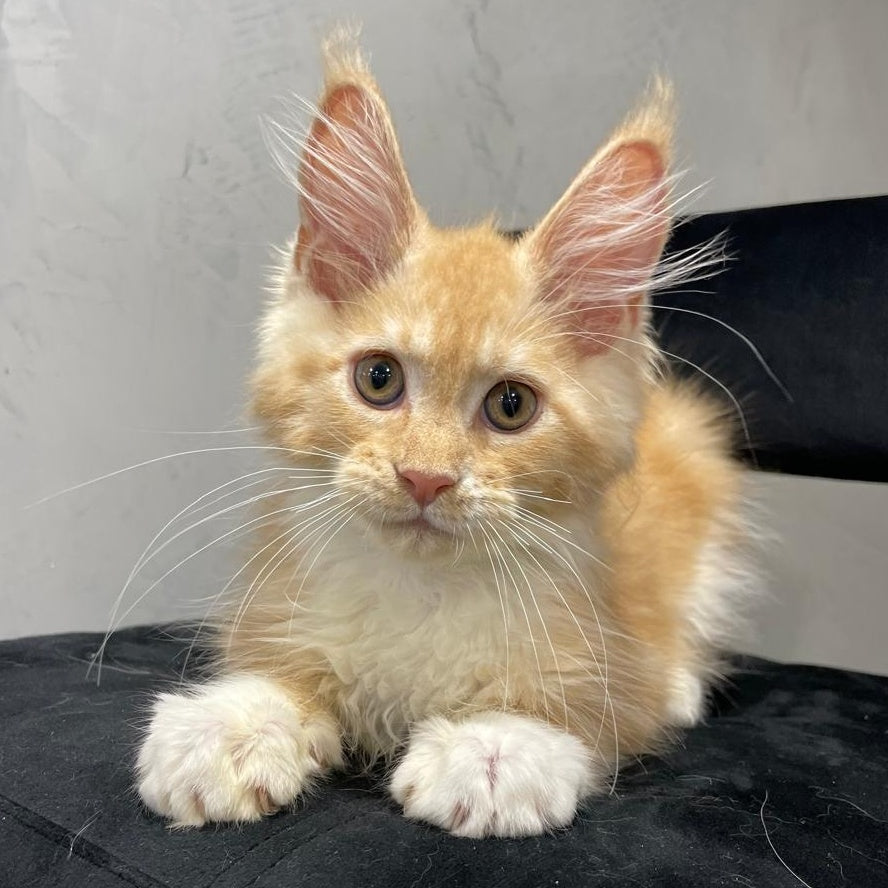 Nikita Maine Coon male, red silver with white