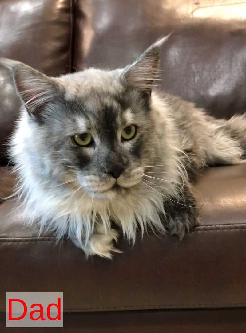 Yan Maine Coon male black silver bicolour - live animals