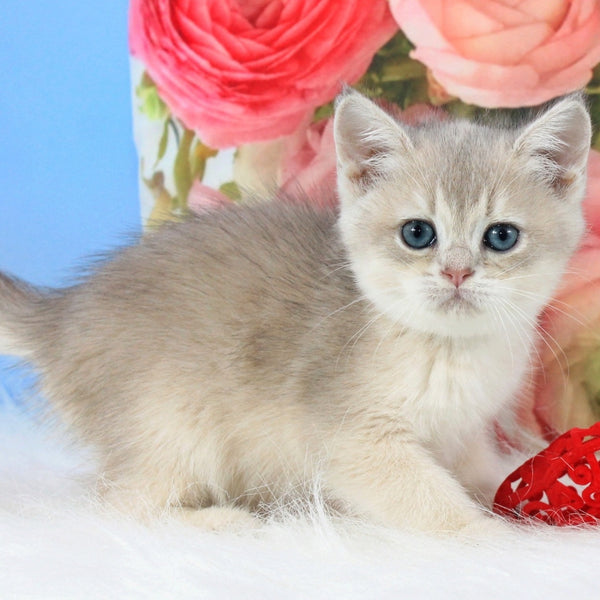 Timi British Shorthair male, blue golden shaded