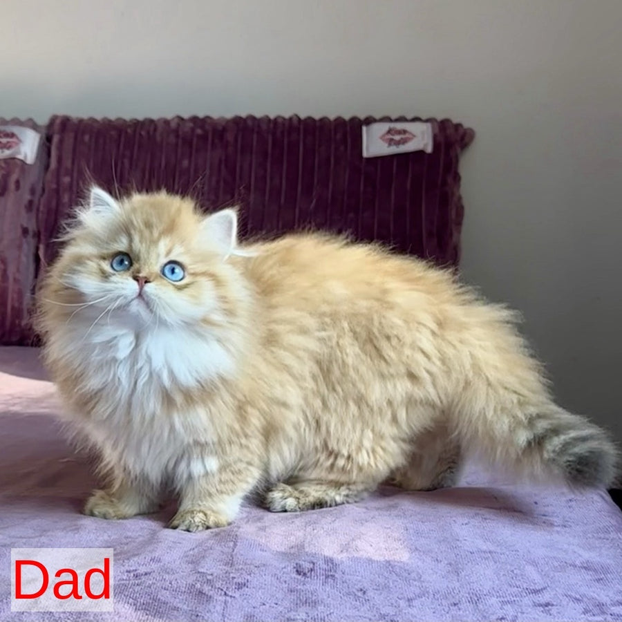 Infinity Star British Shorthair female, black golden shaded