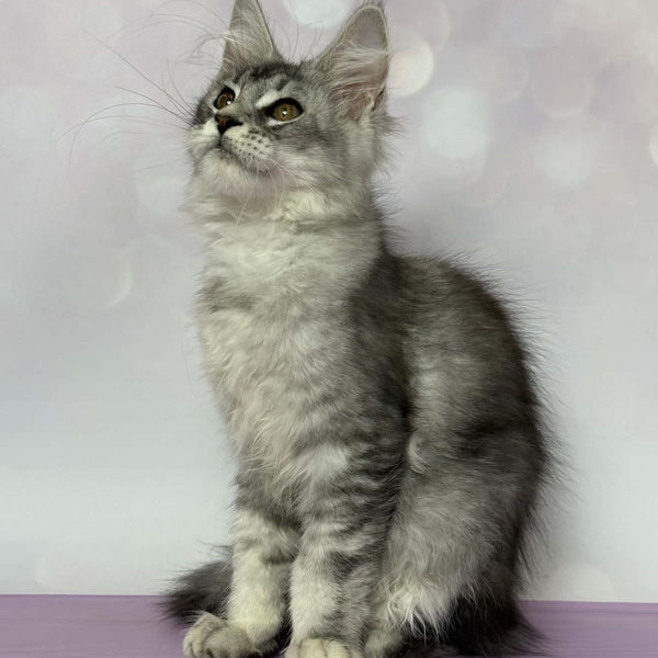 Chloe Maine Coon female, black silver tabby with white