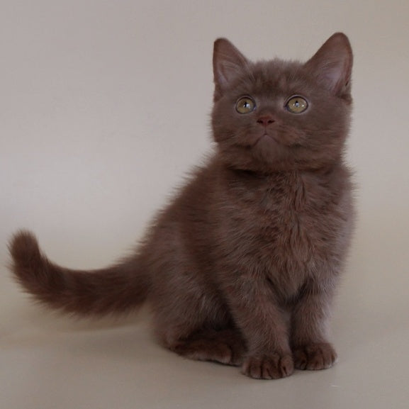 Vatson Scottish Fold male, cinnamon
