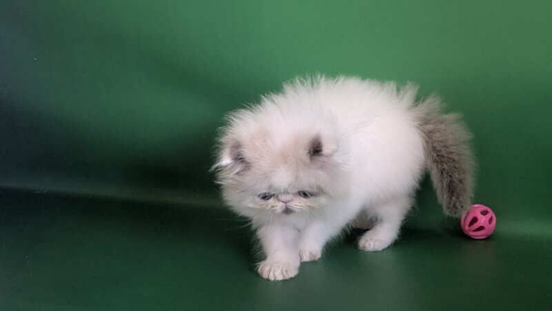 Nemо Persian male, cream pointed bicolour