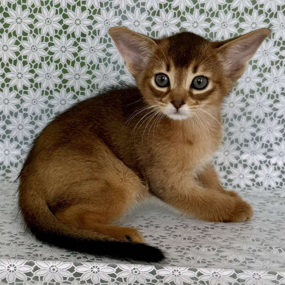 Hrizantema Abyssinian female, ruddy