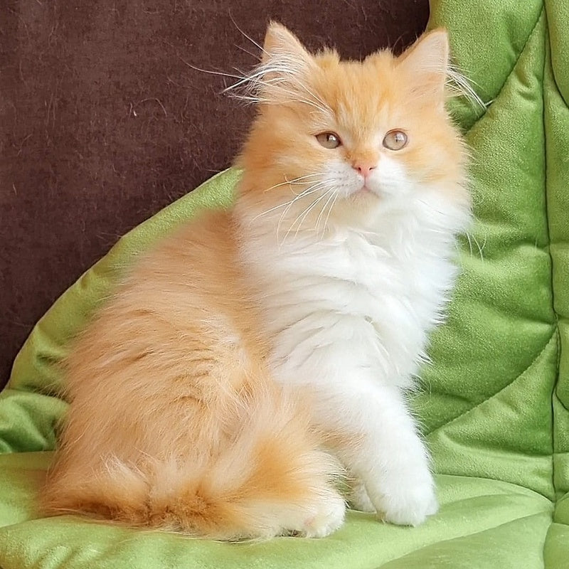 Emerson British Longhair male, red bicolour