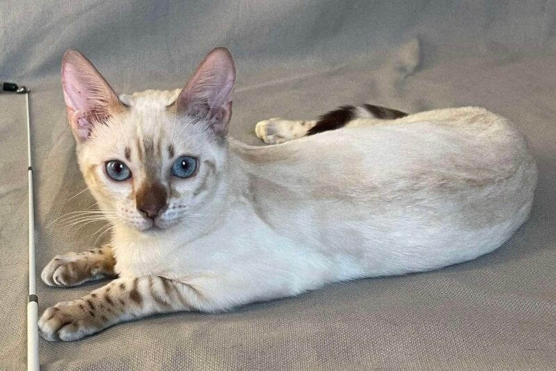 Jelly Bengal female, black spotted tabby pointed