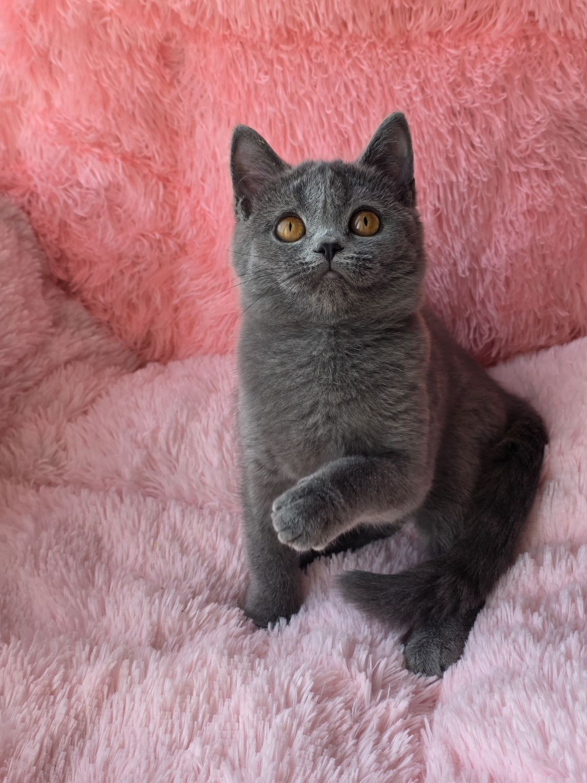 Caitlin British Shorthair female, blue