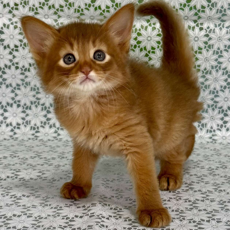 Gabriel Somali male, sorrel