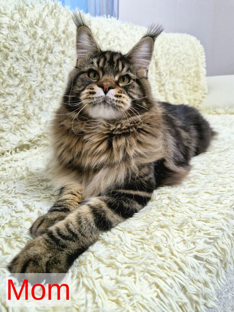 West Coast Maine Coon female, black tortie