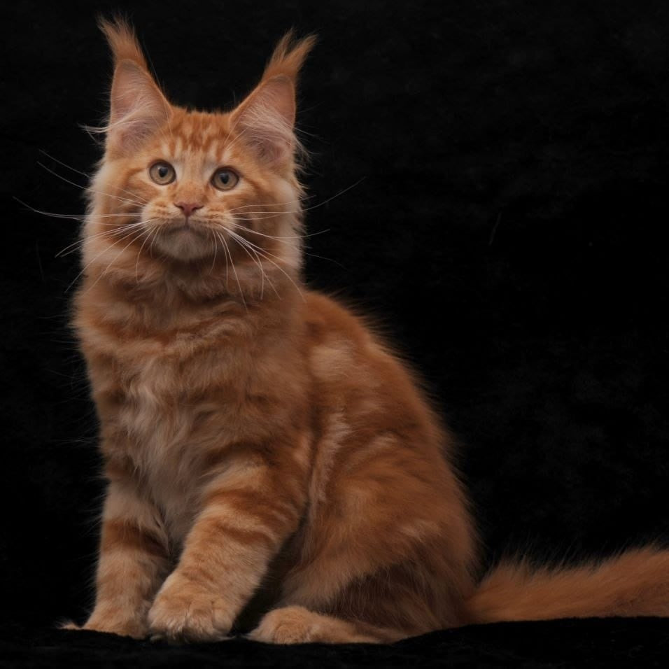Rony Maine Coon male, red