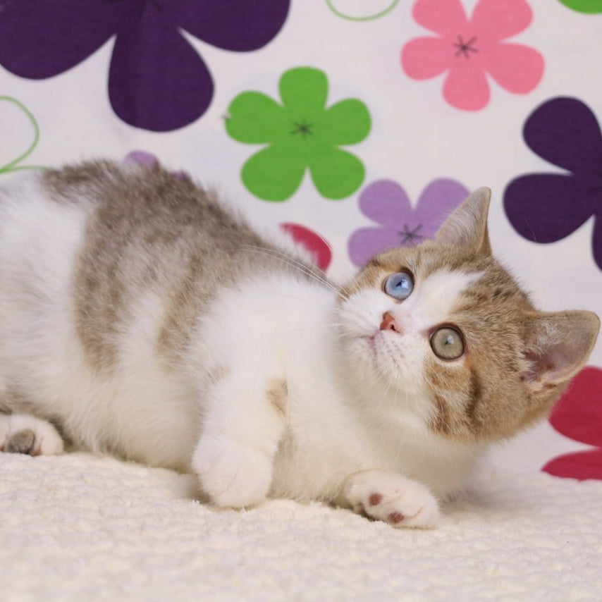 Cosmic British Shorthair male, chocolate spotted tabby bicolour
