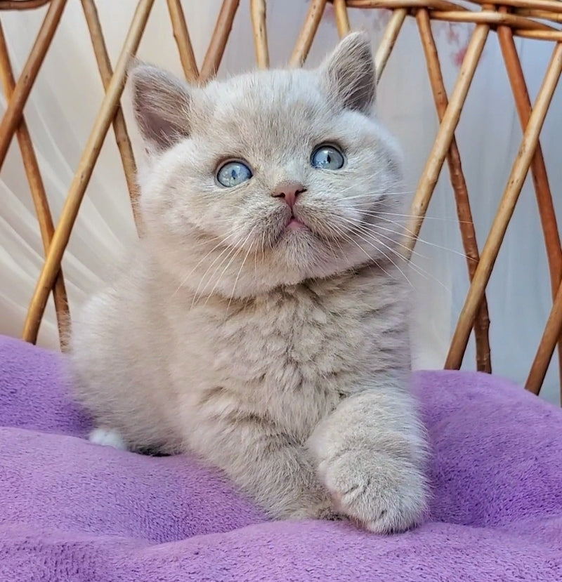Xenon British Shorthair male, fawn