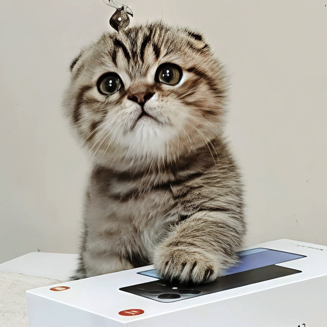 Toffee Maine Coon male, black spotted tabby