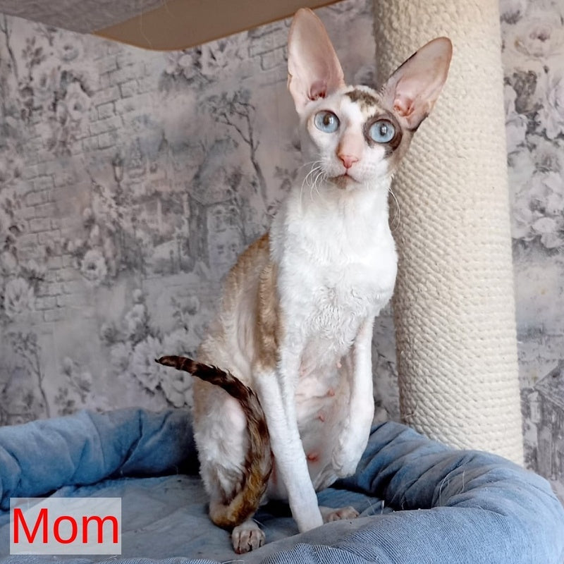 Cosmo Cornish Rex male, cream bicolour
