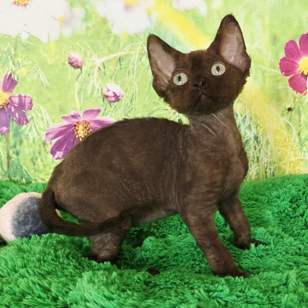 Irma Devon Rex female, chocolate