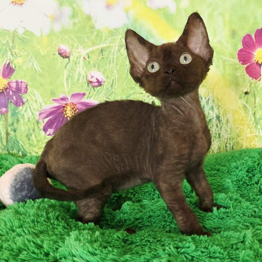 Irma Devon Rex female, chocolate