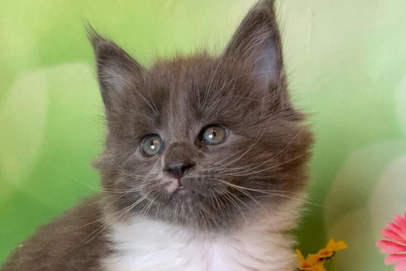 Uarkhan Maine Coon female, blue bicolour