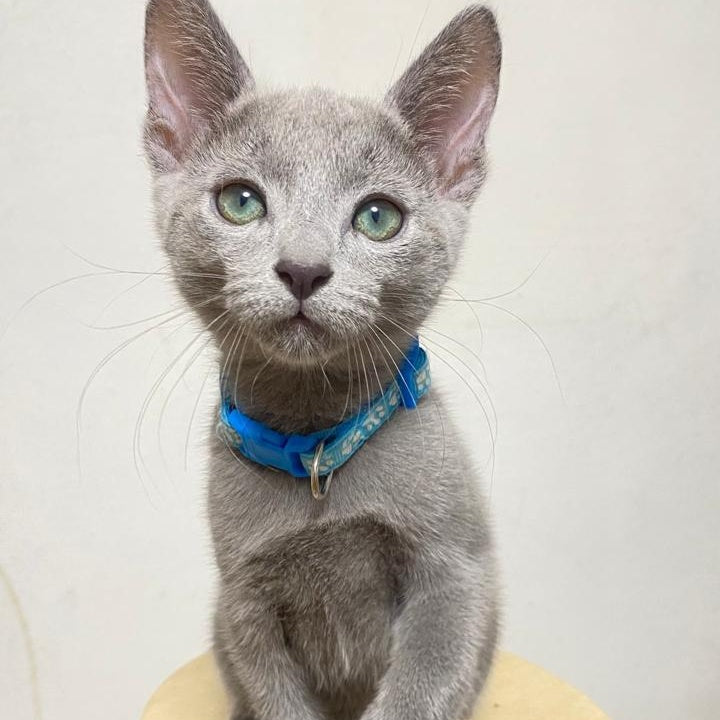 Frant Russian Blue male, blue