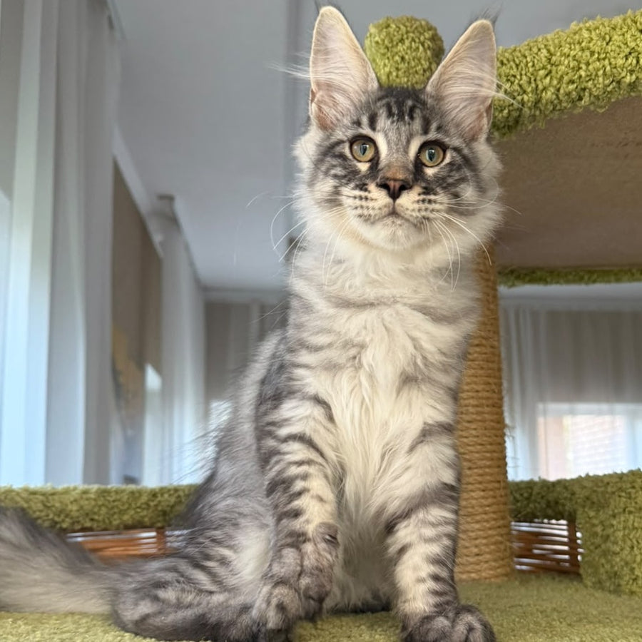 Harrik Maine Coon male, black silver tabby