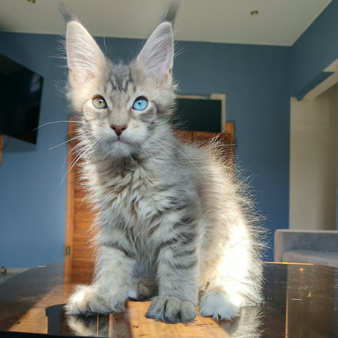 Talisman Maine Coon male, blue spotted tabby with white