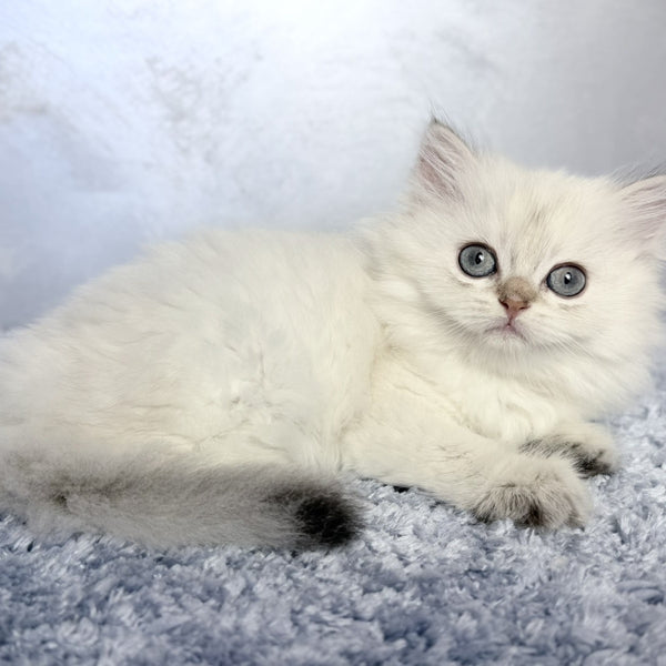Josefina Scottish Straight female, black golden shaded pointed