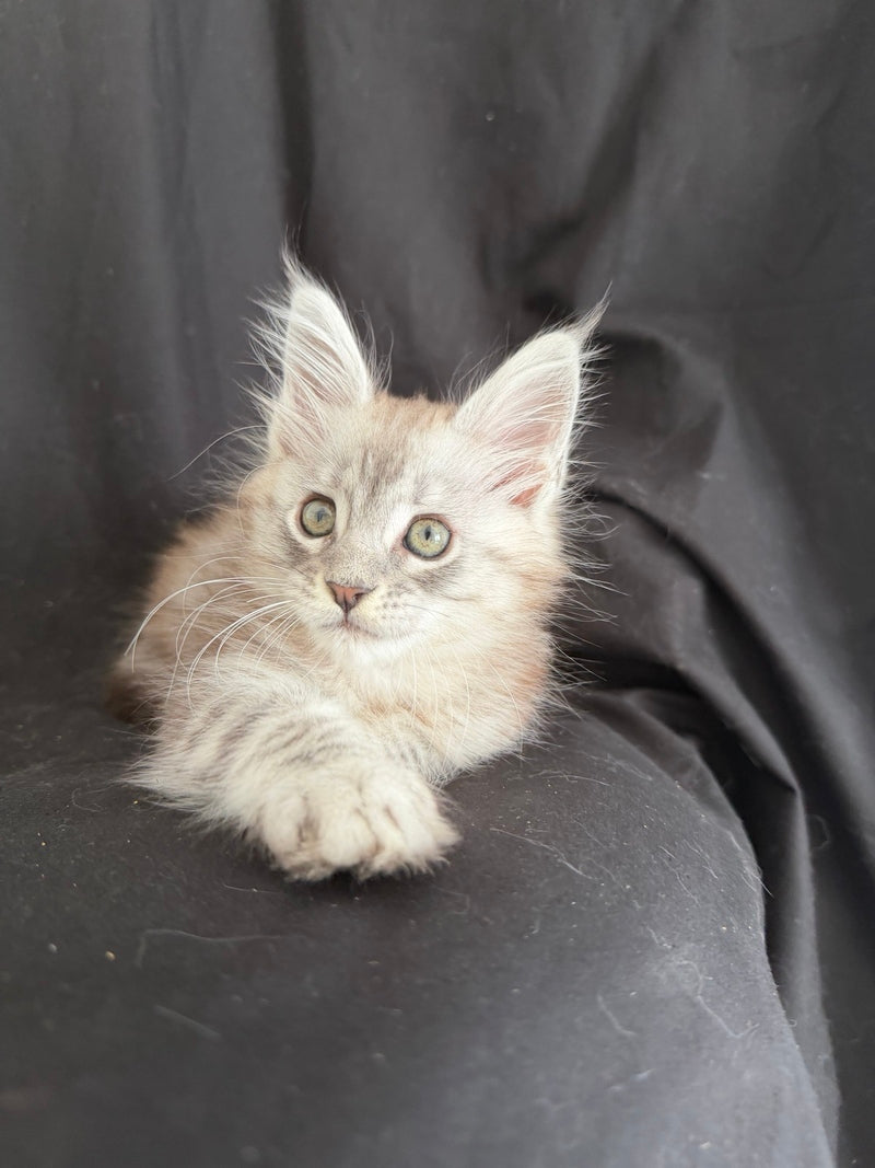 Yanius Maine Coon male black silver tabby - live animals