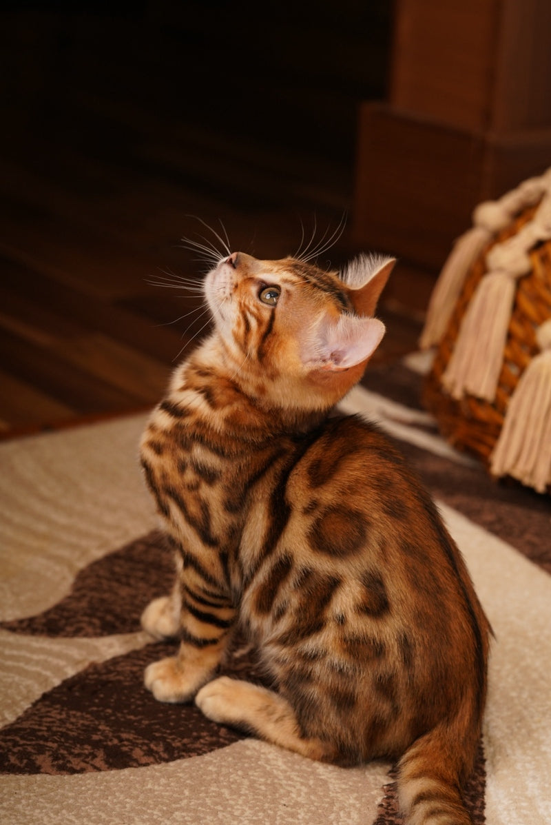 Jayson Bengal male, black spotted tabby