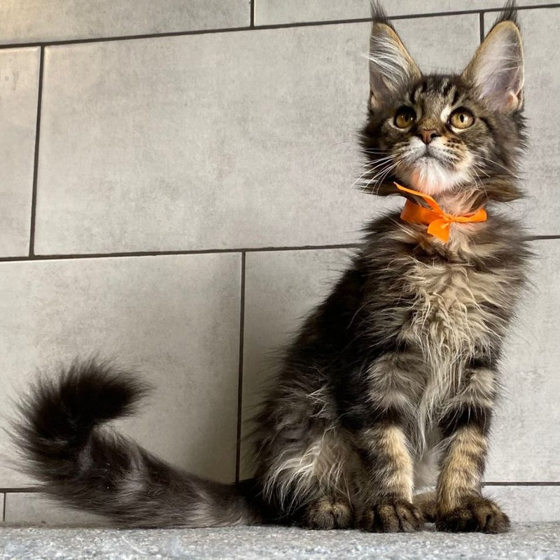 Toratau Maine Coon female, black tabby