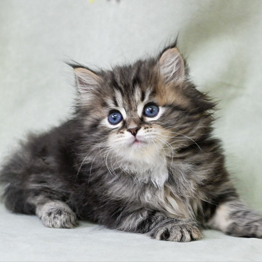 Leo Siberian male, black tabby