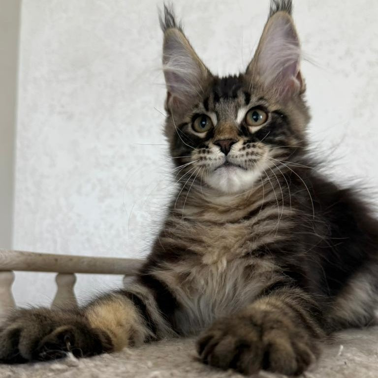 Kazanova Maine Coon male, black tabby