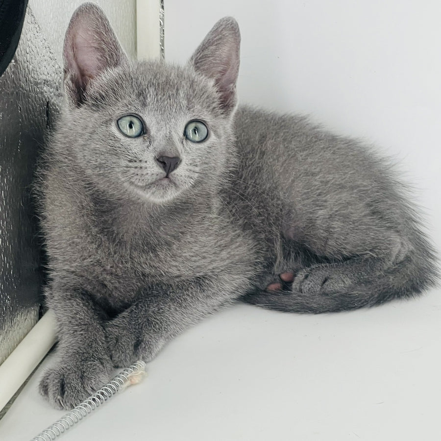 Aster Russian Blue male, blue