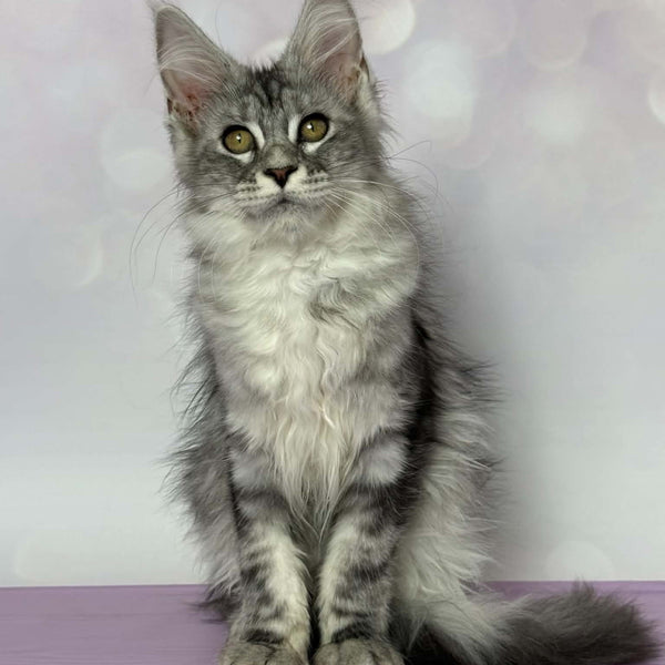 Clover Maine Coon female, black silver tabby