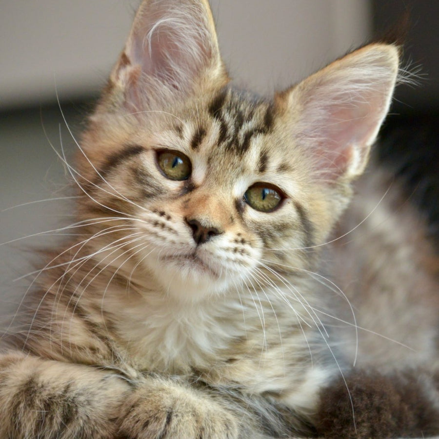 Yathana Maine Coon female, black tabby