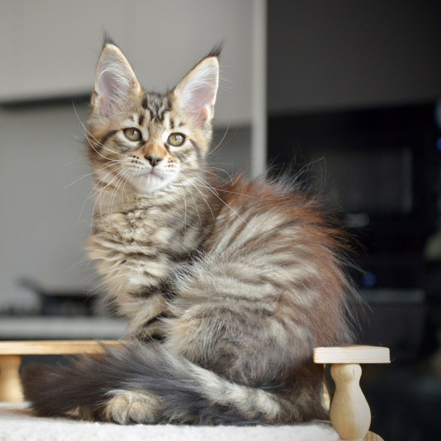 Yathana Maine Coon female, black tabby