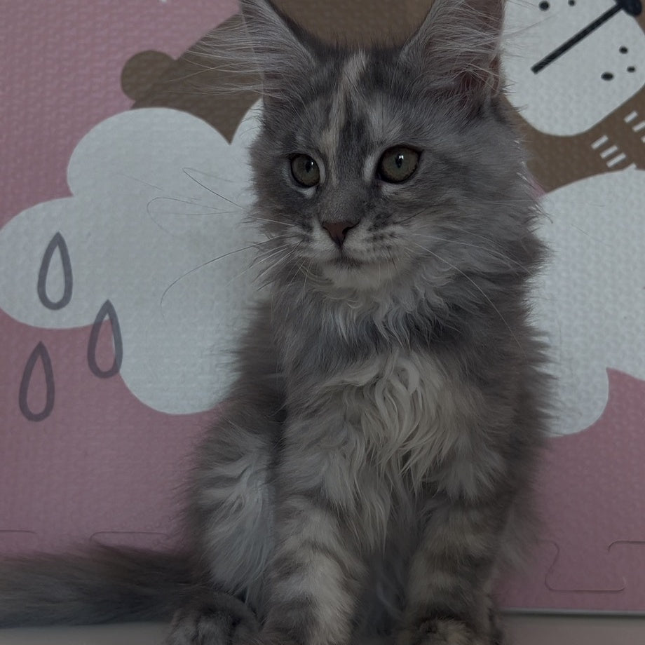 Tiffany Maine Coon female, black tortie silver