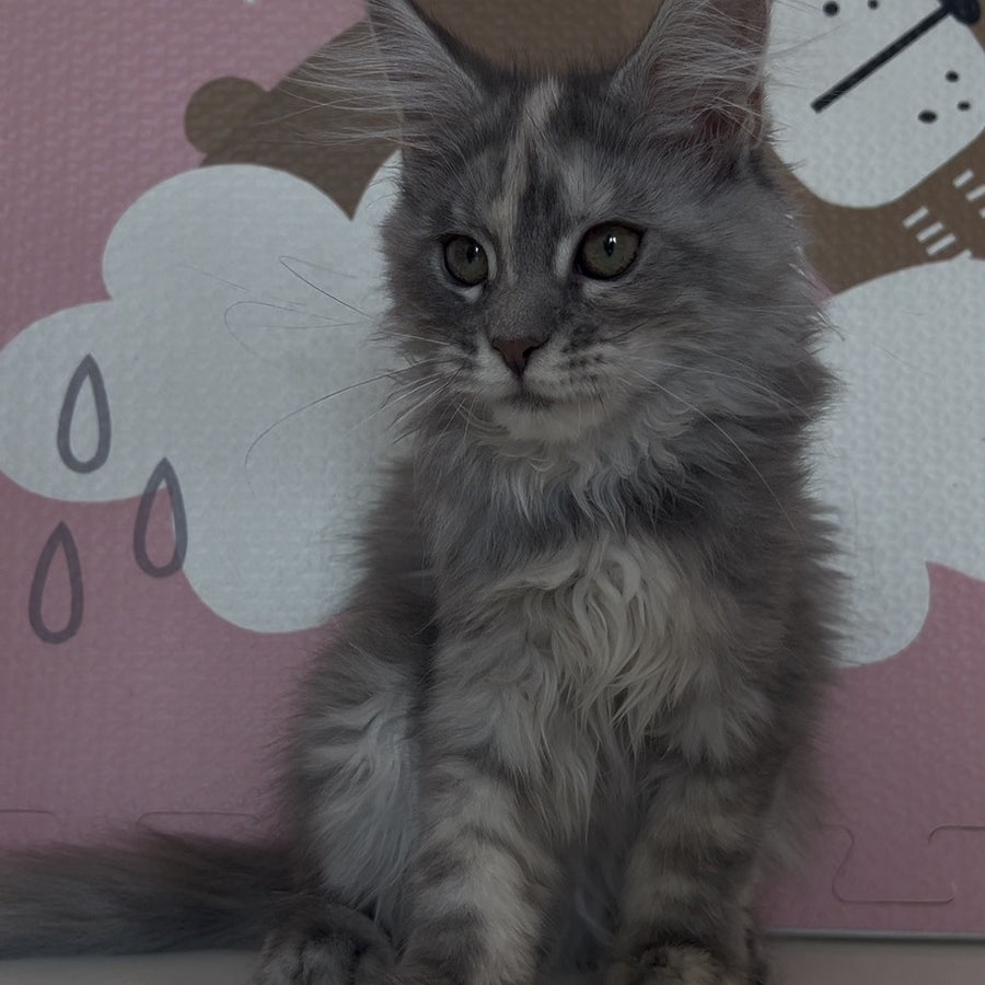 Tiffany Maine Coon female, black tortie silver