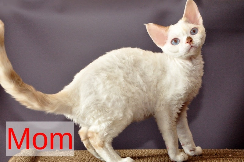 Agatha Devon Rex female, blue pointed