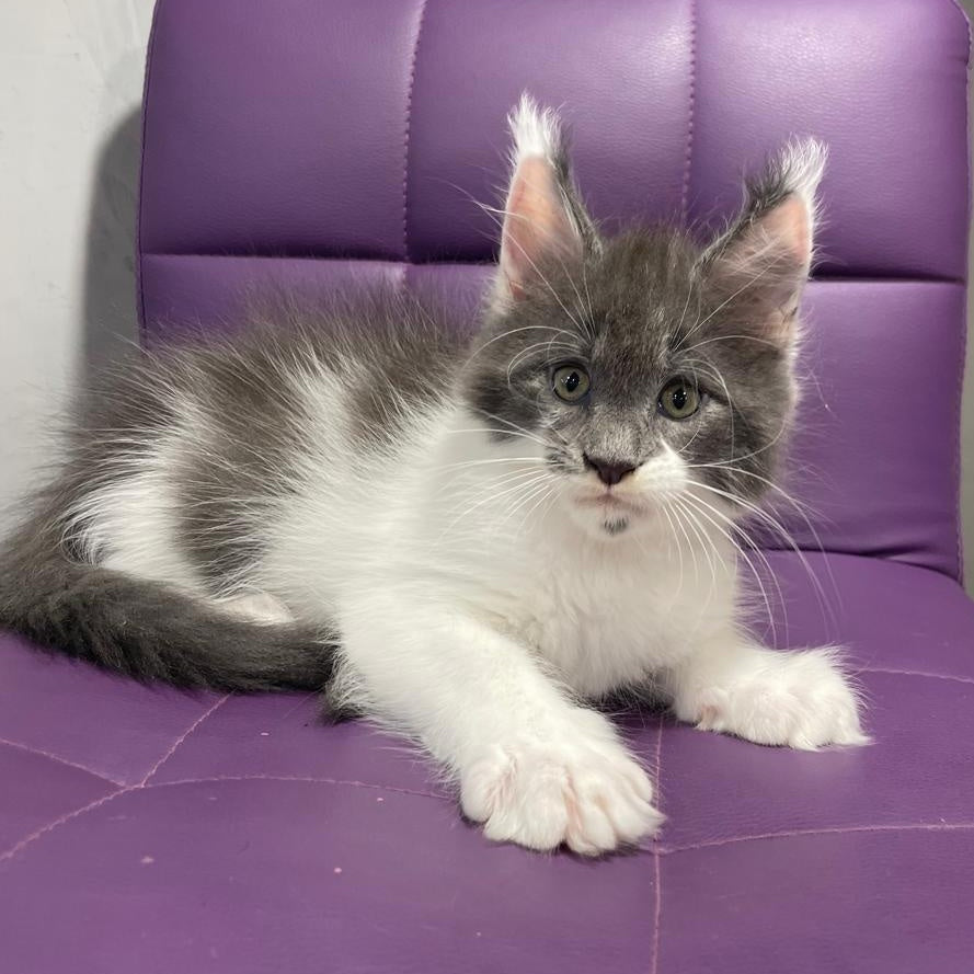 Semyon Maine Coon male, blue bicolour
