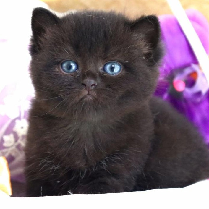 Nil British Shorthair male, black
